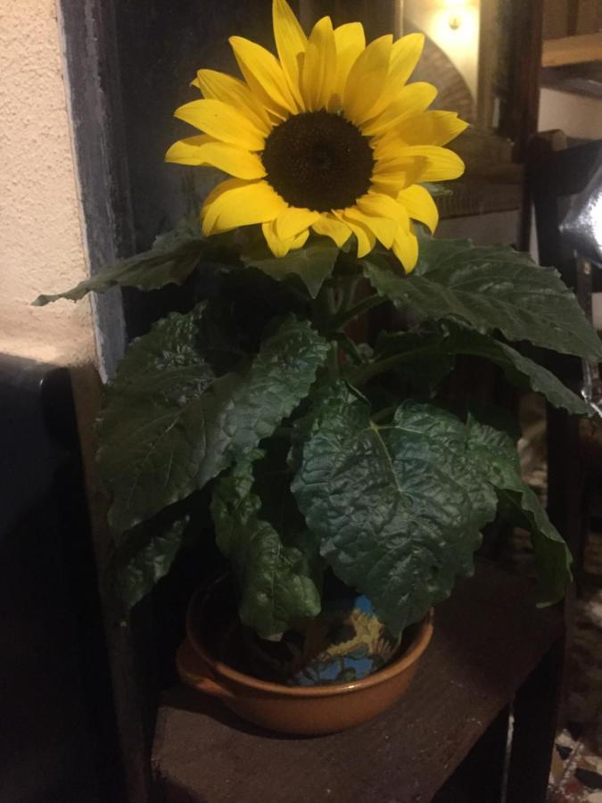 مبيت وإفطار Semorile Il Girasole المظهر الخارجي الصورة